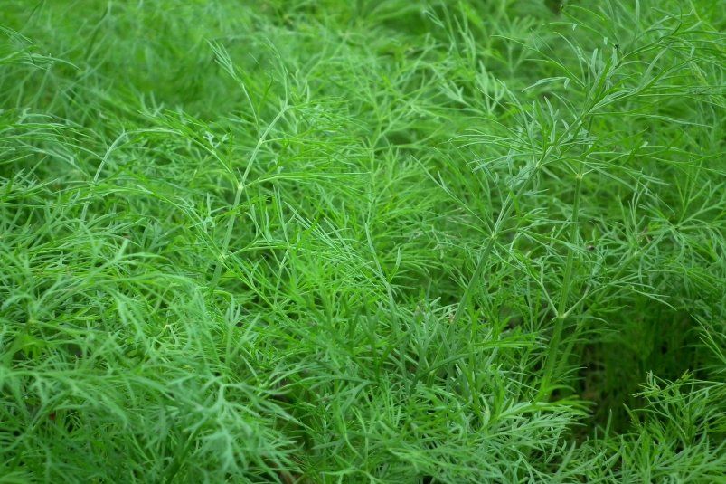 Укроп взойдёт за 2 дня: 1 ст. л. на литр воды - совет от агронома для вас