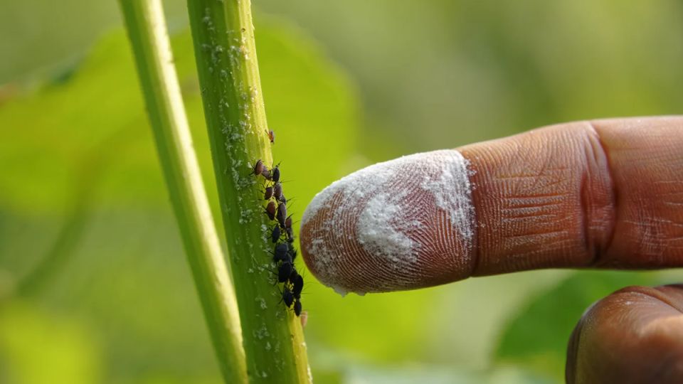      3 :      