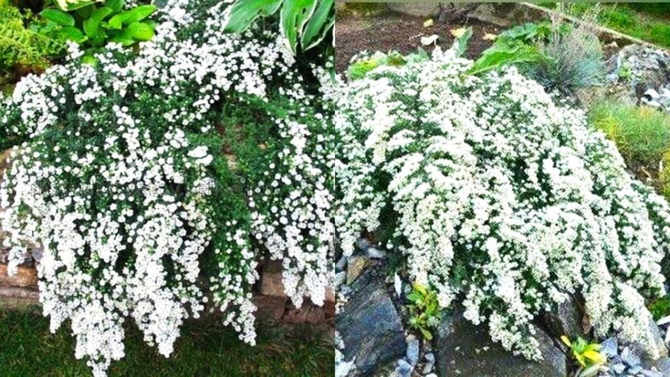Вересковая астра: осенний цветок, который удивляет