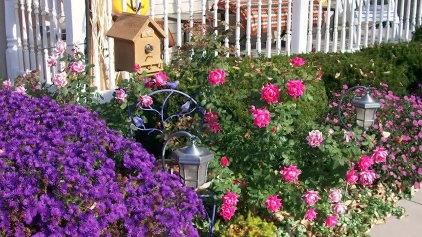 Эффективное озеленение: как компактные многолетники избавят от хлопот с садом