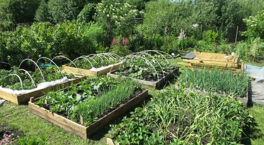 Семена на даче: неожиданные штрафы и новые правила для садоводов