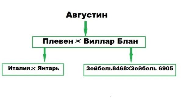 Виноградный сорт Августин: универсальный выбор для садоводов
