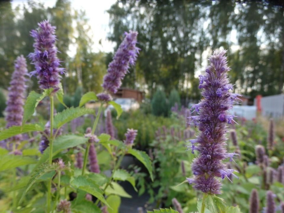 Лофант: удивительное растение для вашего цветника