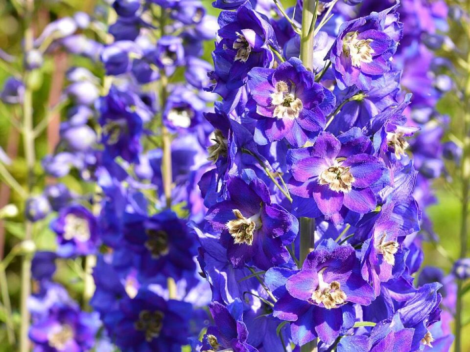 Как обрезка дельфиниумов принесёт радость повторного цветения