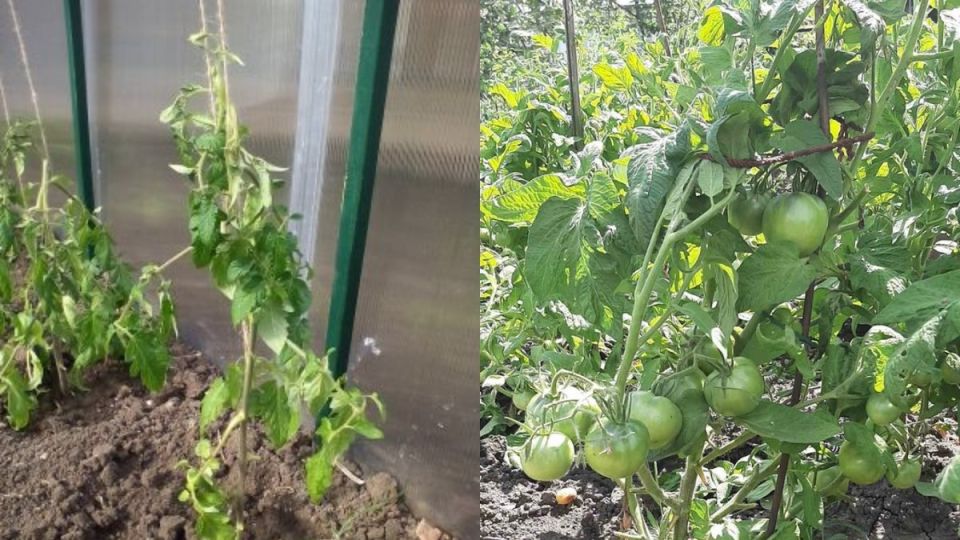 Как создать мульчу за два дня: простое решение для защиты вашего огорода