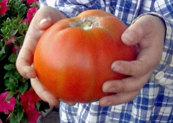 Томатная гигантомания: стоит ли стремиться к рекордам в выращивании помидоров?