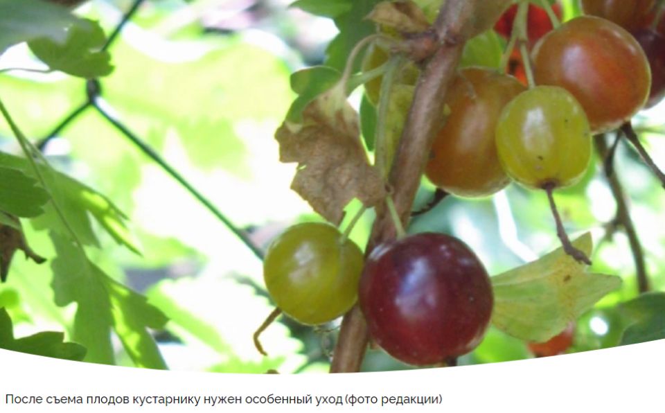 Уход за крыжовником после сбора урожая для повторного успеха