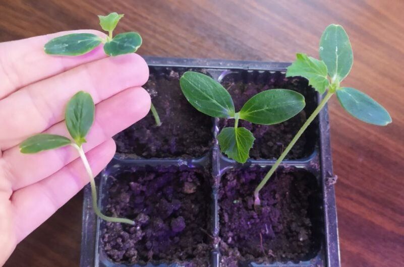 Советы по уходу за рассадой огурцов