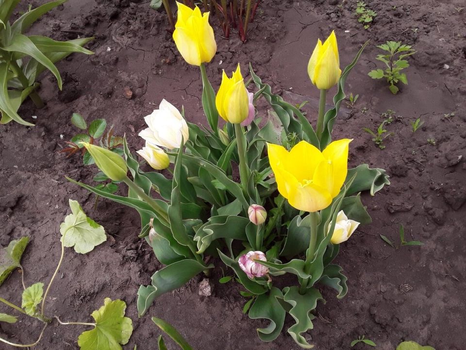 Цветочный карусель: весна и осень в саду