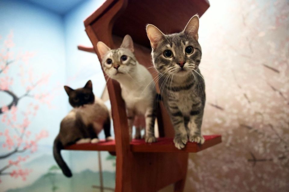 Как законопроект о количестве домашних животных может изменить жизнь владельцев