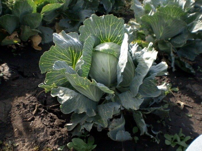 Секреты хрустящей капусты: три ошибки, которые могут стоить урожая