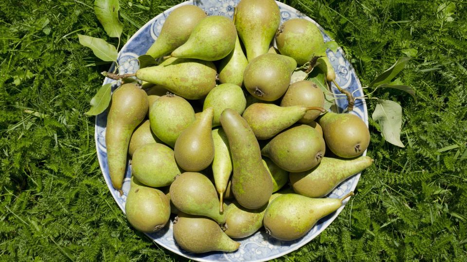 Груши созреют за один день: даже ничем опрыскивать не нужно
