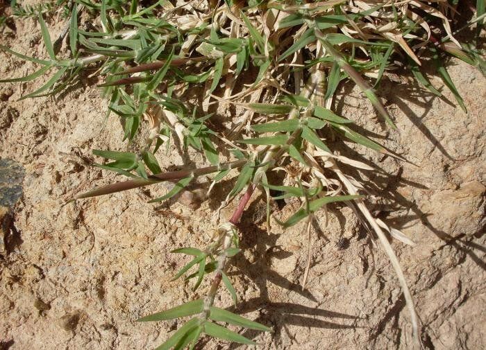 Эффективные способы борьбы с сорняками