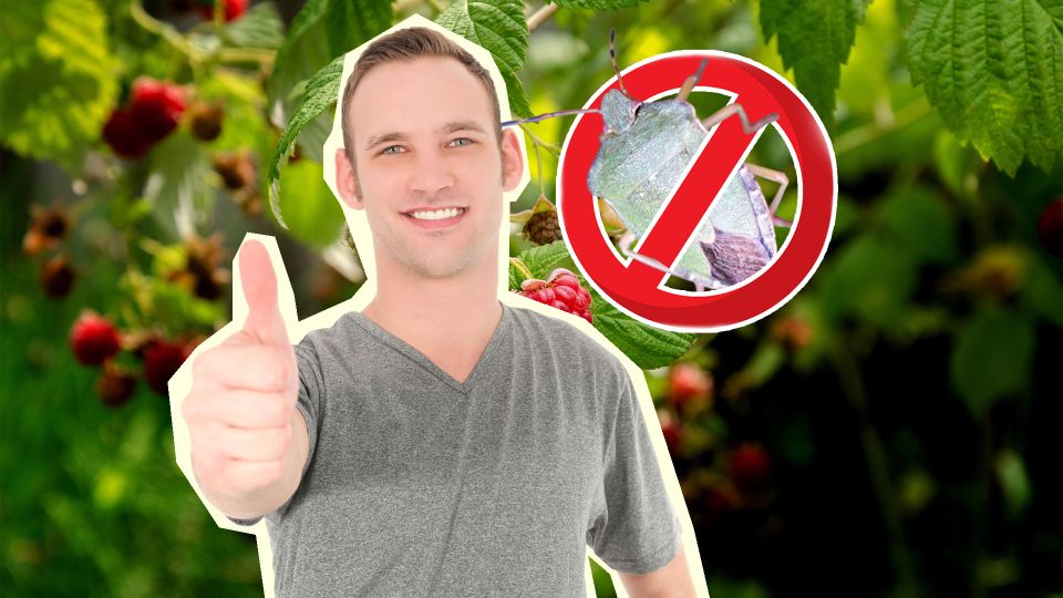 Клопы забудут дорогу к малине: приготовьте настой из копеечных продуктов