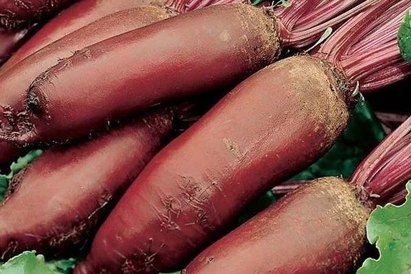 Свёкла Родена: как добиться отличного урожая и полюбить этот сорт