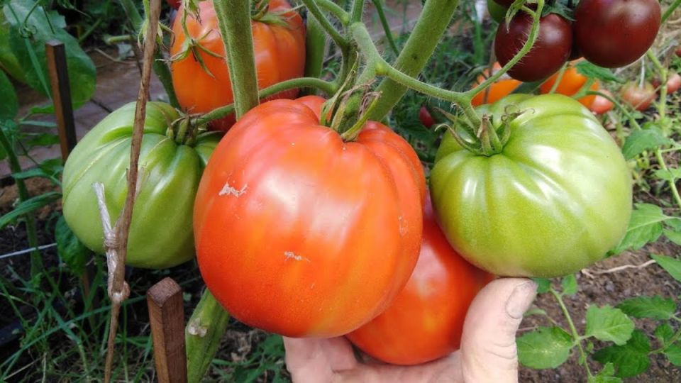 Как не упустить урожай: секреты подкормки томатов в июле