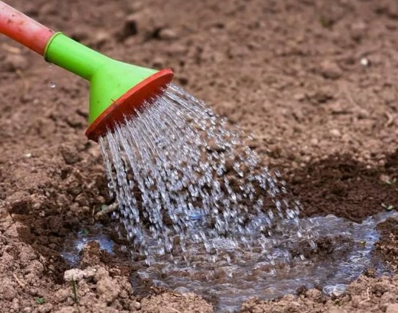 Как осеннее удобрение калимагнезией может преобразить ваш участок