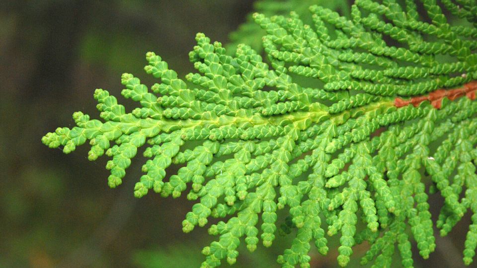 Как самостоятельно вырастить тую из веточек: подробное руководство