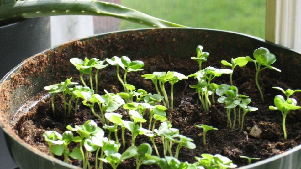 Как правильно транспортировать рассаду