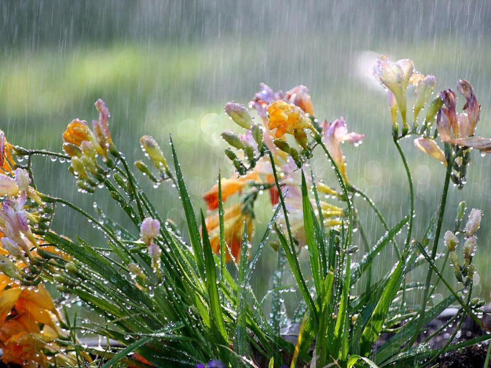 Как экономия на поливе стала возможной с дождевой водой: опыт венгерского садовода