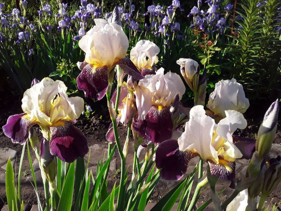 Ирисы: красота или головная боль для садоводов после цветения?