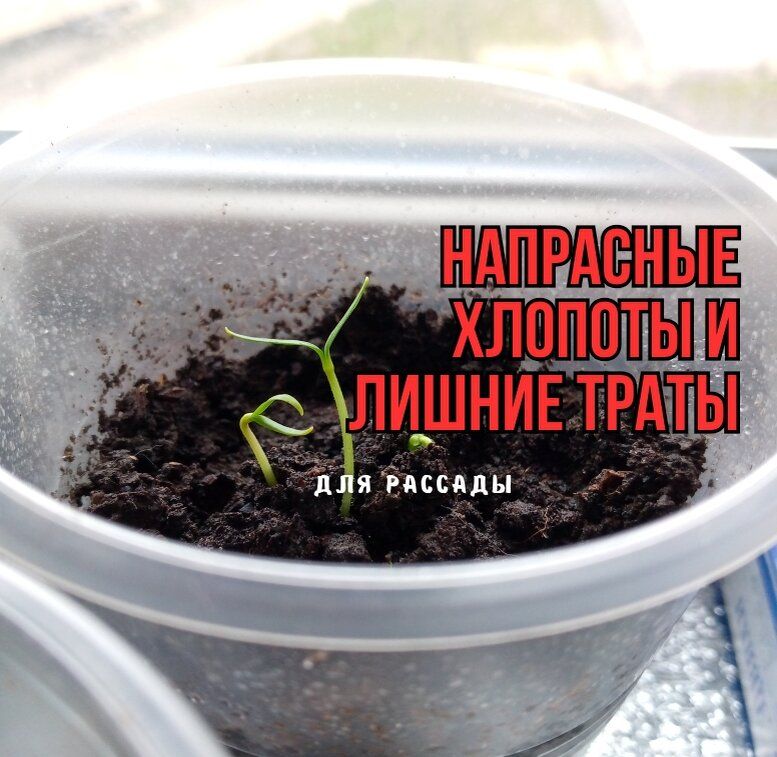 Почему дачники отказываются от популярных удобрений для рассады