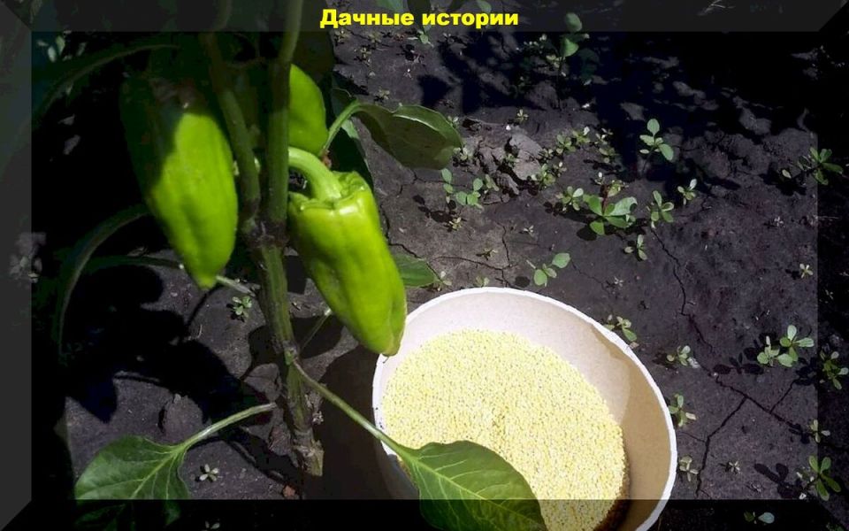 Ответы на мифы: пшеничная подкормка для перца – новое мнение