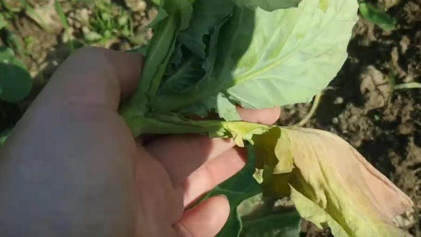 Как улучшить капусту в жару: секреты успешного урожая