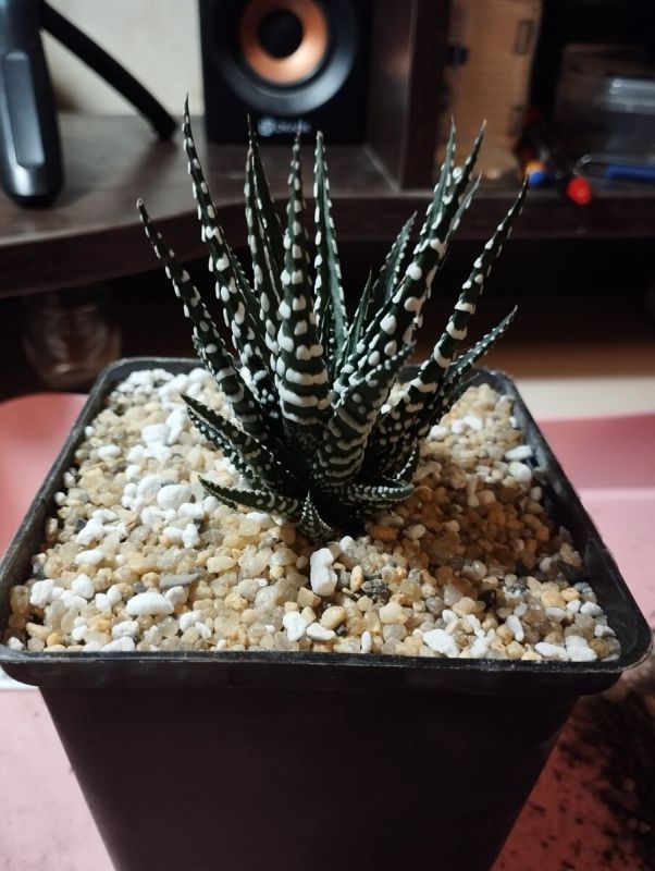 Удивительные приключения с голландской хавортией: от покупки до пересадки