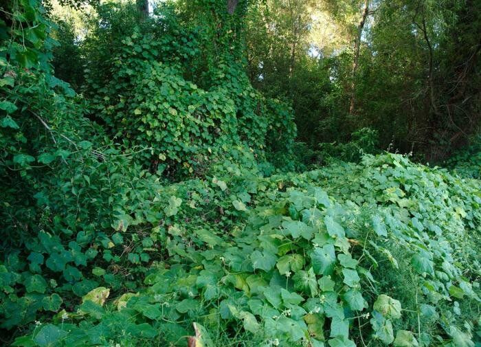 Как остановить нашествие инвазивных растений: советы и рекомендации
