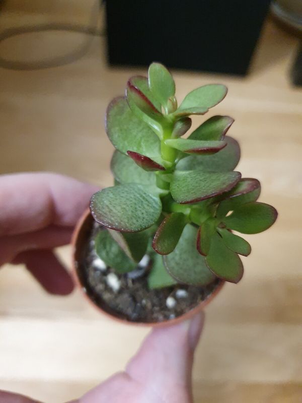 Секреты идеального полива суккулентов