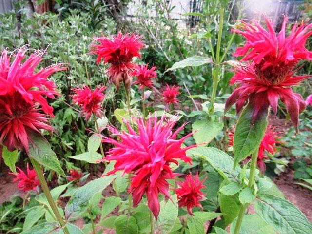 Цветы для сложных почв: как украсить ваш участок без лишних хлопот