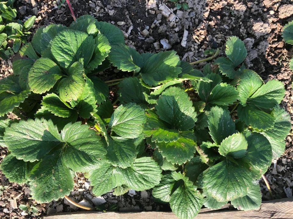 Урожай клубники: как подготовить плантации в октябре для будущего обильного сбора