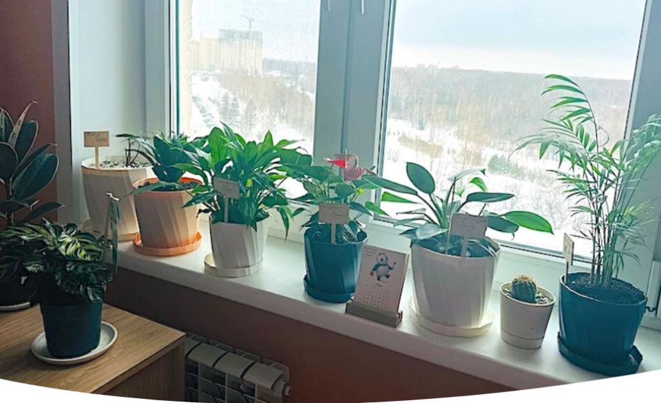 Как защитить комнатные растения зимой: советы по уходу и профилактике