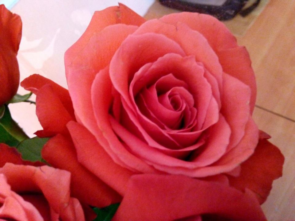 Как спасти розы от зимних морозов: проверенные советы с водкой в главной роли