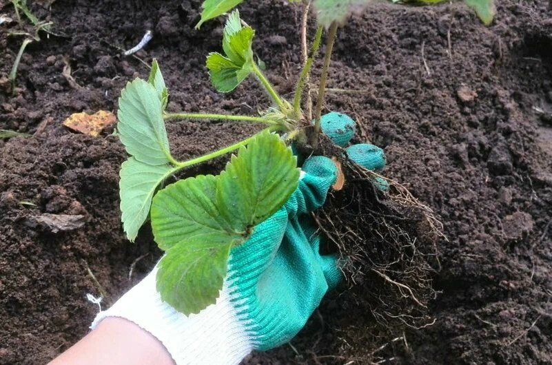 Зимняя подготовка: секреты успешной осенней посадки клубники