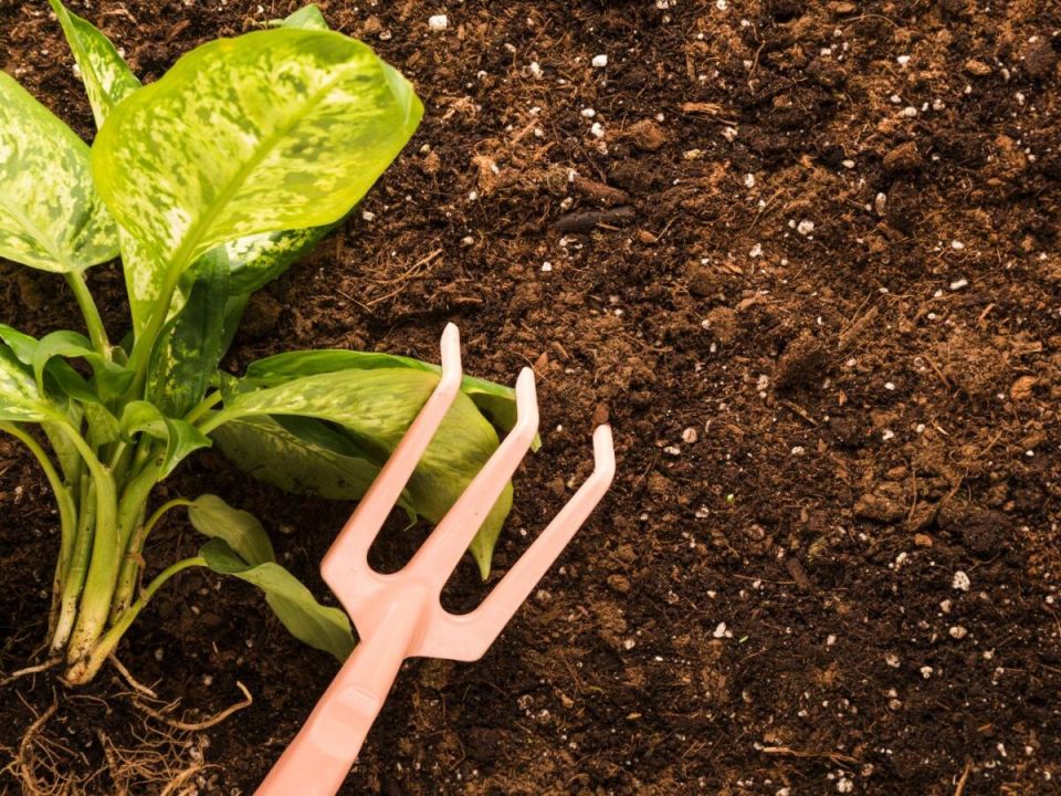 Универсальные удобрения: как выбрать идеальный вариант для вашего огорода