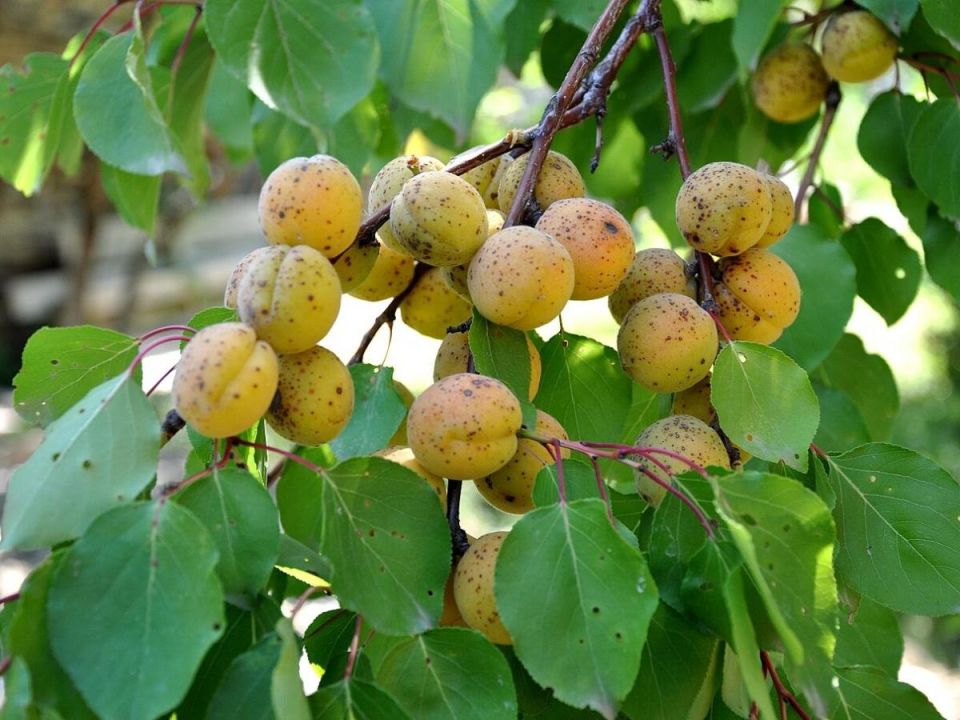 Как итальянский подход к поливу и подкормке помогает абрикосам расти и плодоносить успешно в России