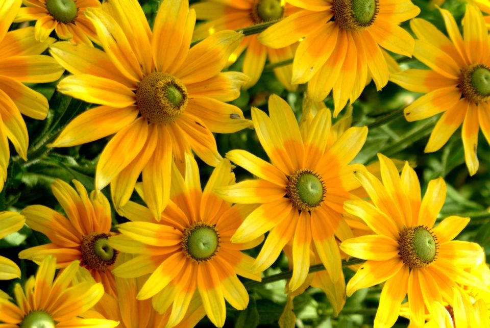 Рудбекия: солнечные оттенки сада, которые преобразят ваш участок