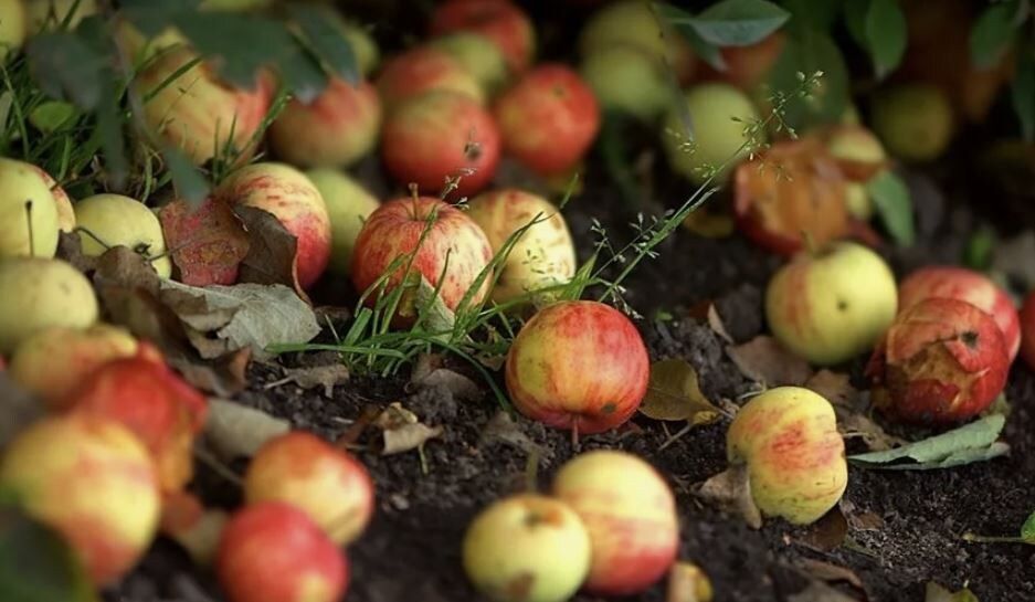 Почему яблоки опадают раньше срока: основные причины и решения
