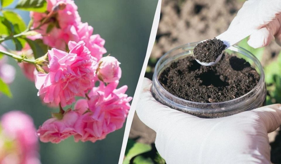 Секреты успешной подкормки роз в июне: как добиться яркого цветения и насыщенного аромата