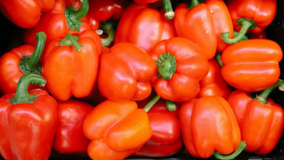 Непревзойденные сорта сладкого перца для теплиц: какие выбрать для максимального урожая?