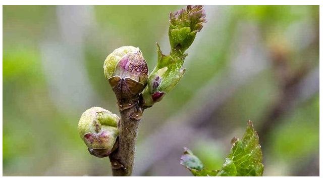 Забота о смородине: осенняя обработка от клещей для пышного урожая