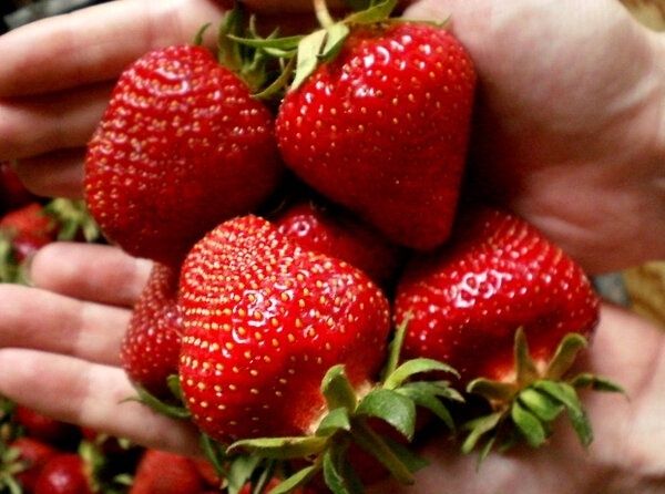 Как обрезка и подкормка клубники в августе влияют на будущий урожай