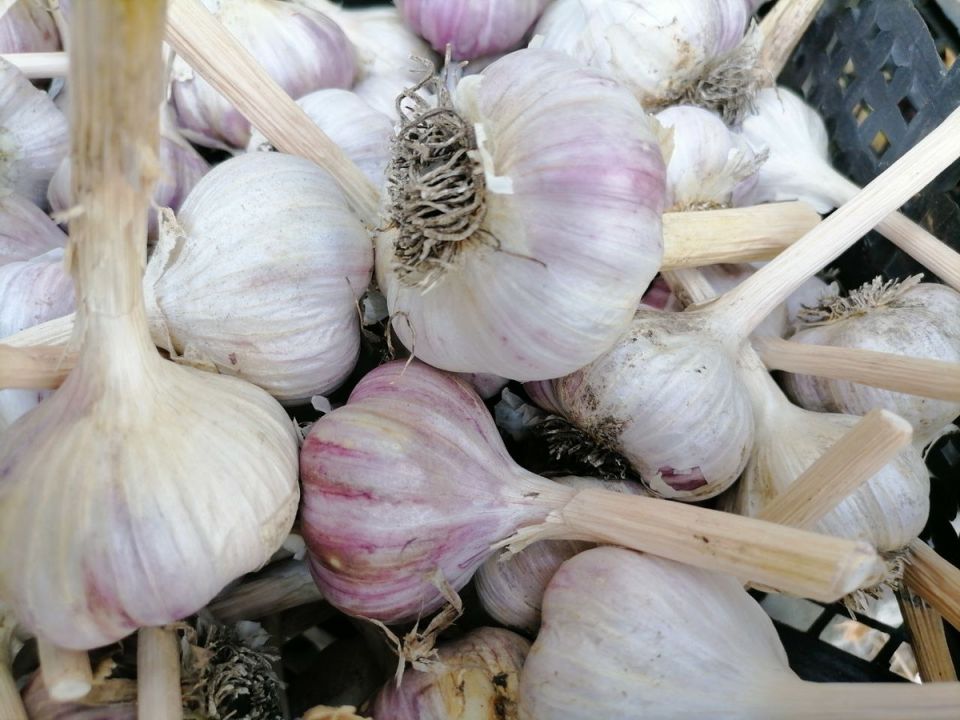 Как вырастить крупный чеснок: практическое руководство для садоводов