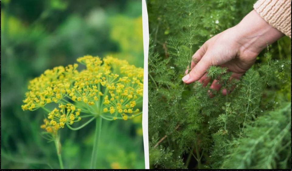 Почему умелые дачники рассеивают укроп по грядкам перед зимой: секреты, которые стоит знать