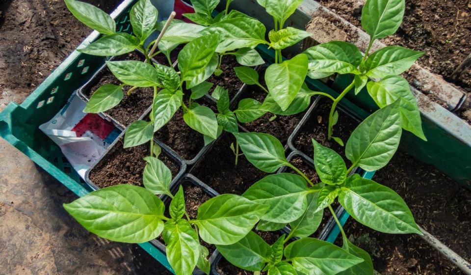 Когда и как сажать перец на рассаду в феврале 2025 года