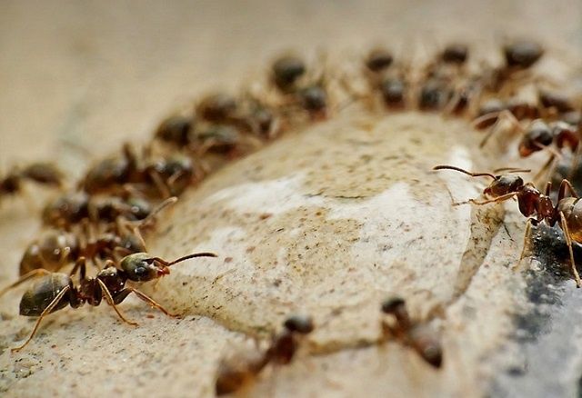 Как выгнать муравьев из вашего дома: эффективные методы и средства