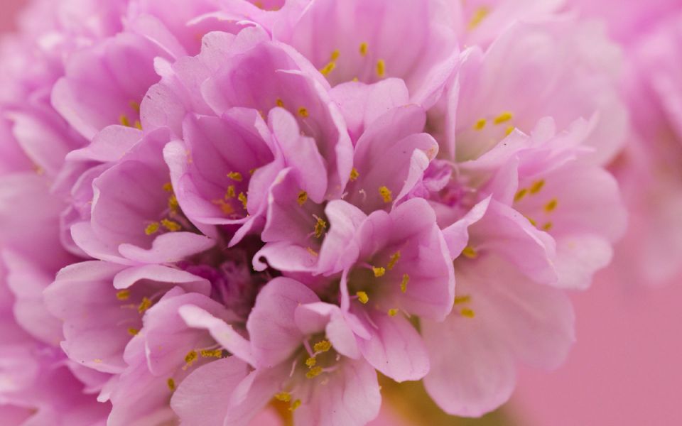 Как армерия приморская цветет на загрязненных почвах и восстанавливает экосистему