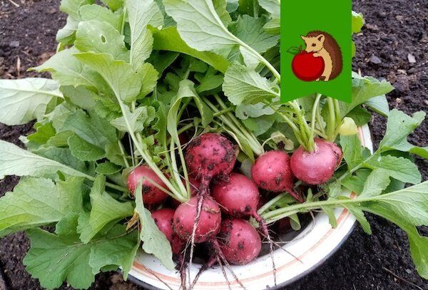 Почему осенний редис может разочаровать: 3 главные ошибки садоводов